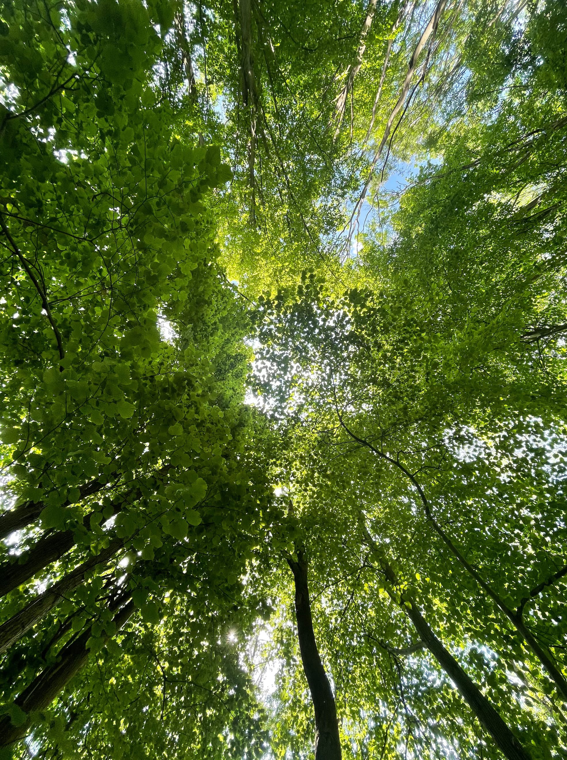 Magna Carta Park trees